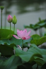 DSC_3391.JPG