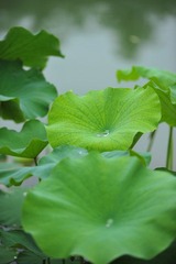 DSC_3403.JPG