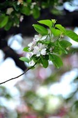 李花.jpg