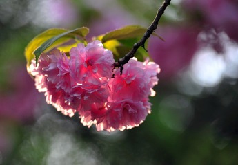 红樱花5.jpg