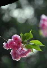 红樱花8.jpg