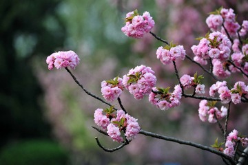 红樱花12.jpg