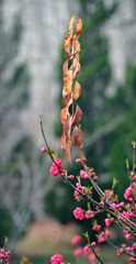 枯荣一线间.jpg