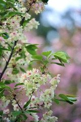 绿樱花.jpg