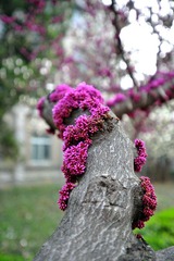 紫荆2.jpg