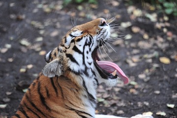 DSC_4238.jpg