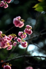 粉红樱花3.jpg