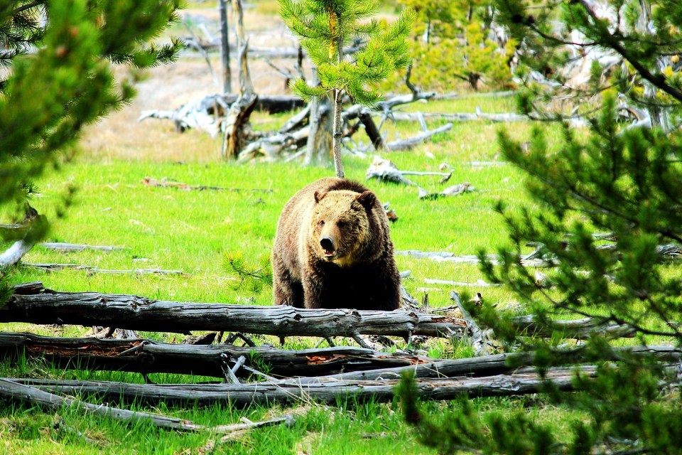 美西环游33天从大提顿到黄石国家公园