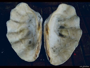 IMGP0260_副本.jpg