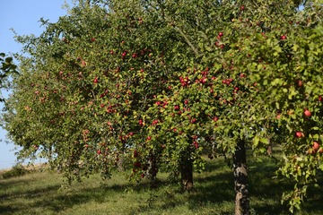 DSC02389_副本.jpg