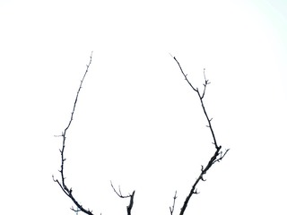 P5295191 (2)
