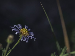 P5295200
