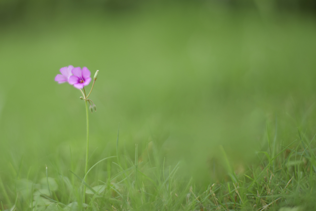 苔白日不到处青春恰自来苔花如米小也学牡丹开