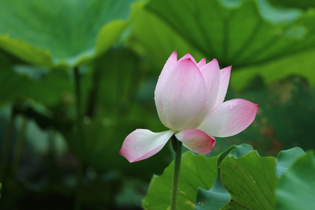 莲花寓意什么人