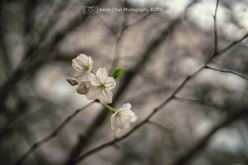 花开花落终有时