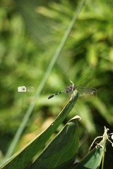 IMG_0124.jpg