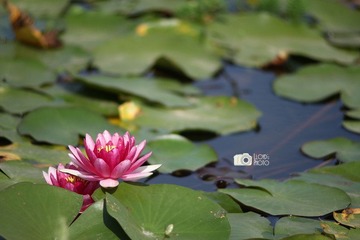 IMG_0085.jpg