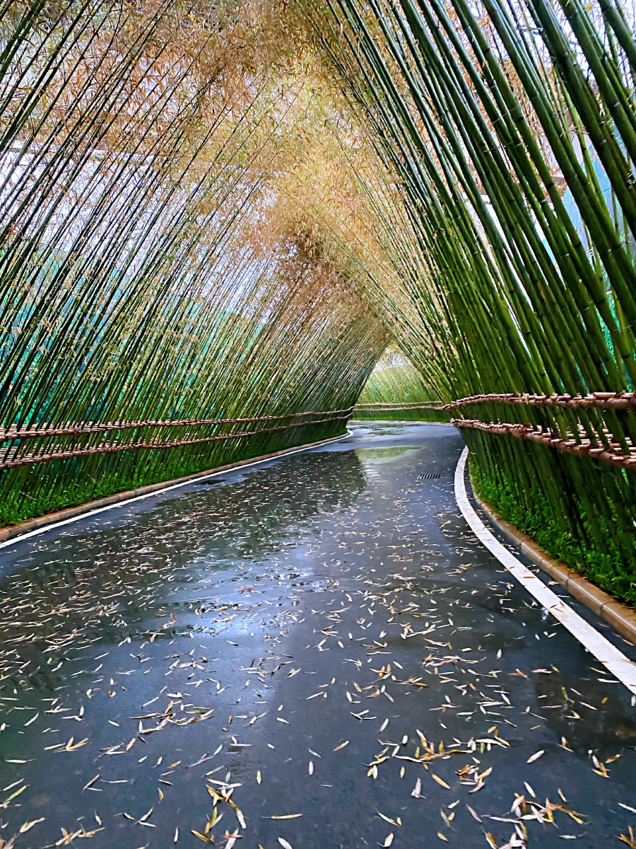 南宁 的竹林小道感受季节的变化,同一个地方不同的风景