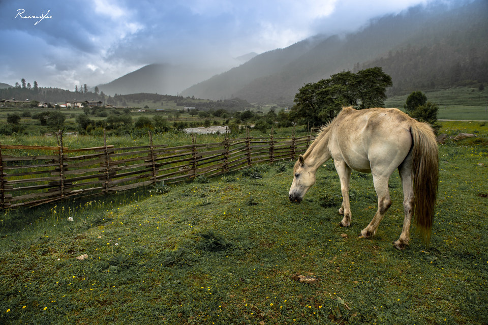 318国道旁的马 - 于rum - 图虫网 - 最好的摄影师都在这