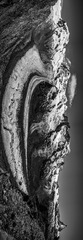 1L1005170-Pano