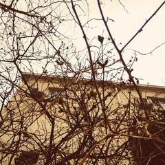 POMELO_20150319162002_fast