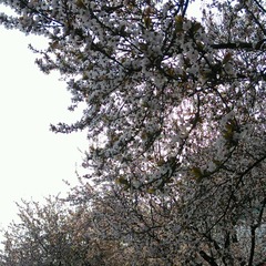 POMELO_20150411160942_fast