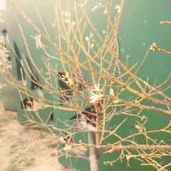 POMELO_20150411161317_fast