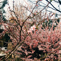 POMELO_20150411161736_fast