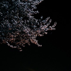 POMELO_20150411201208_fast