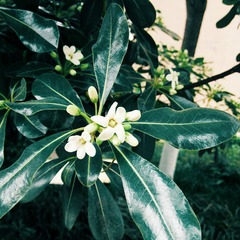 POMELO_20150521123624_fast
