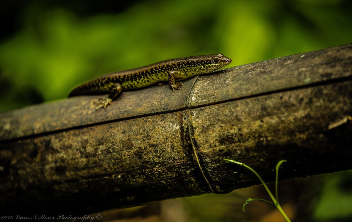 枪炮玫瑰摄影远征