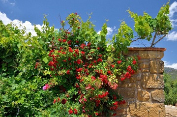 DSC00344.JPG
