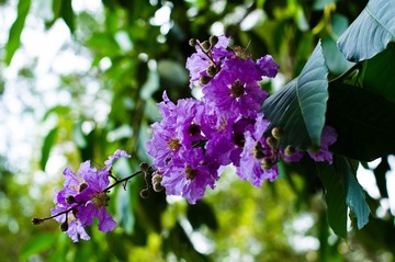 DSC_1251.jpg