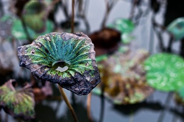 DSC_2226.jpg