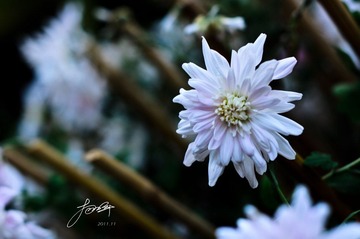 DSC_6832.jpg