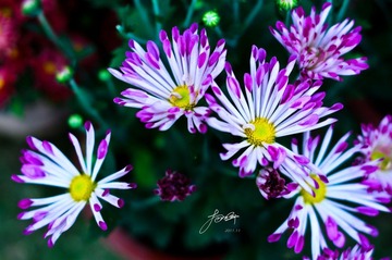 DSC_6838.jpg