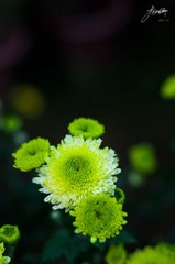 DSC_6843.jpg