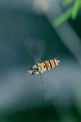 _MG_7277.JPG