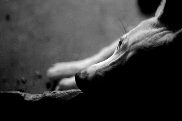 IMG_9838 copy.jpg