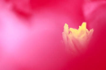 _MG_7170.JPG