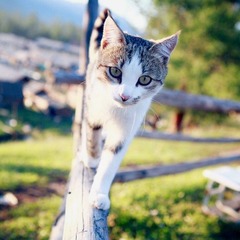 平衡木上的猫.jpg