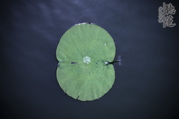 莲4_