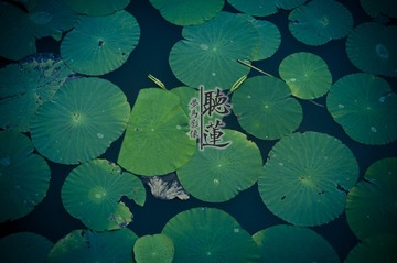 莲5_