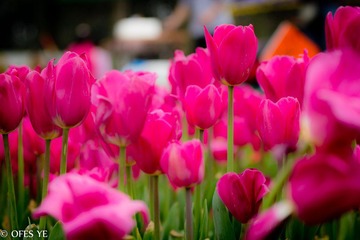 IMG_2012_03_18_6462.jpg