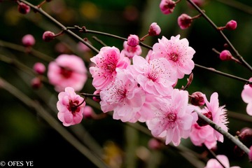 IMG_2012_03_18_6518.jpg