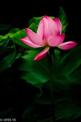 IMG_2012_06_24_7134.jpg