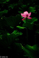 IMG_2012_06_24_7135.jpg