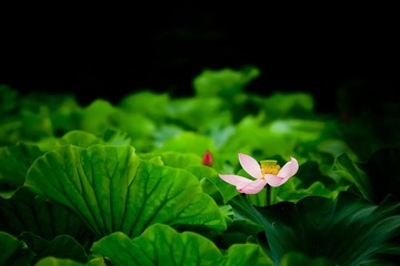 IMG_2012_06_24_7148.jpg