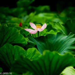 IMG_2012_06_24_7149.jpg