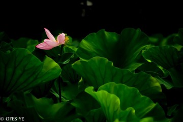IMG_2012_06_24_7227.jpg